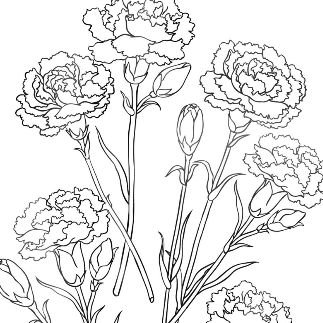 carnation-colouring-page-castle-arts