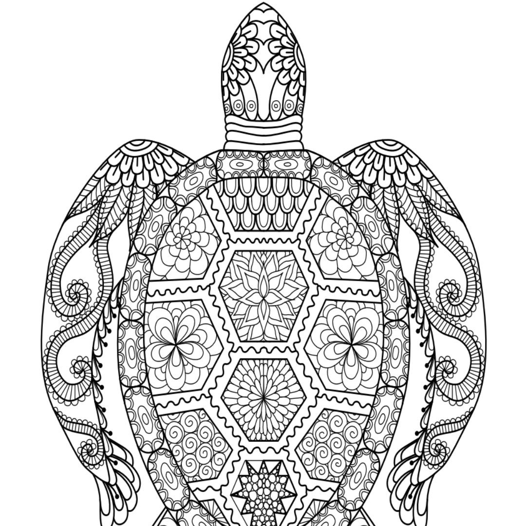 Turtle Colouring Page – Castle Arts