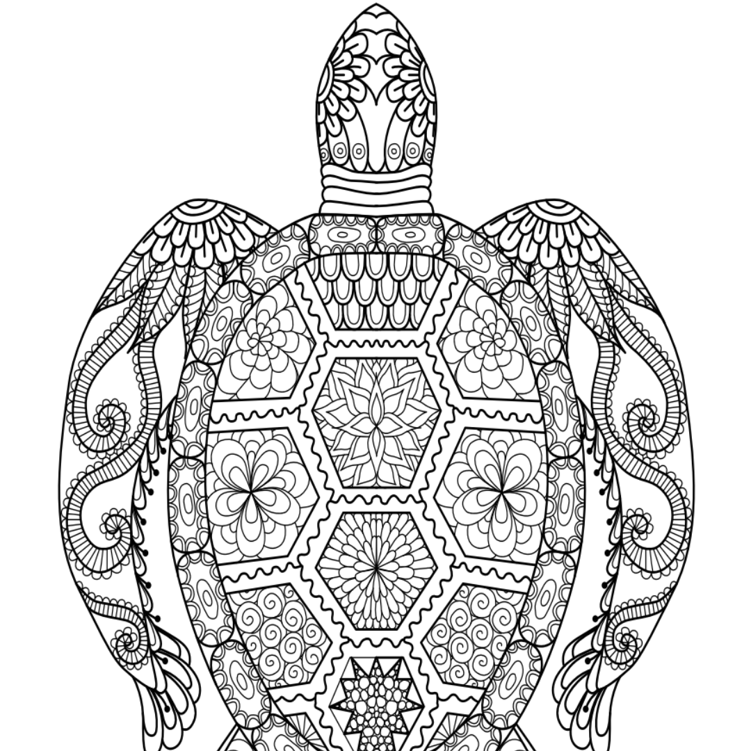 Turtle Colouring Page Castle Arts