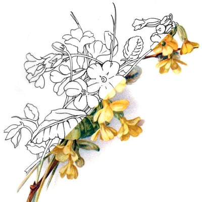 Primrose Flower | February Birth Flower | Coloured Pencils