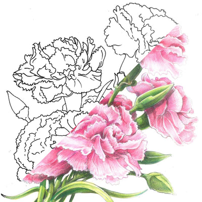 Carnation Flower | January Birth Flower | Coloured Pencils