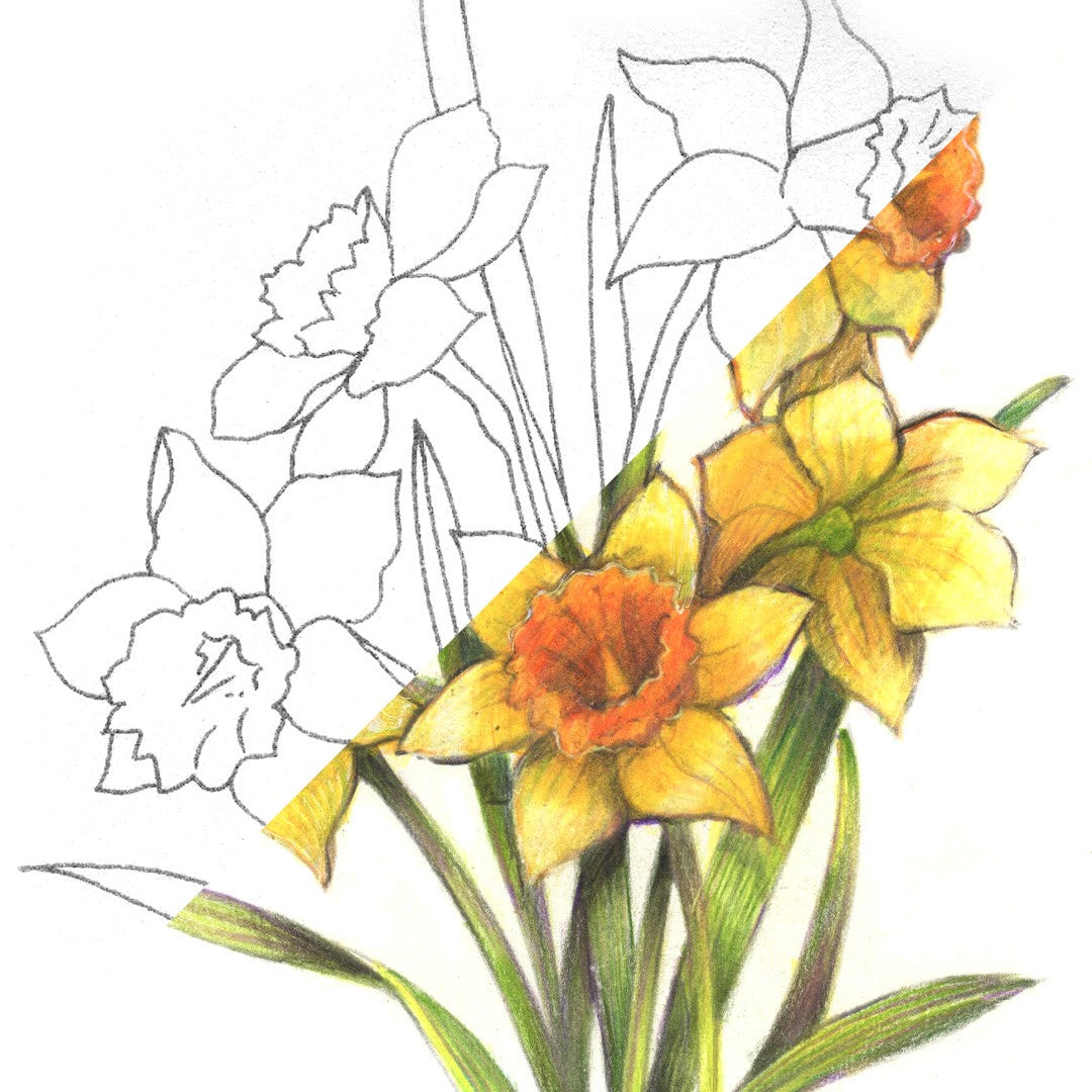 Daffodil Flower | March Birth Flower | Coloured Pencils