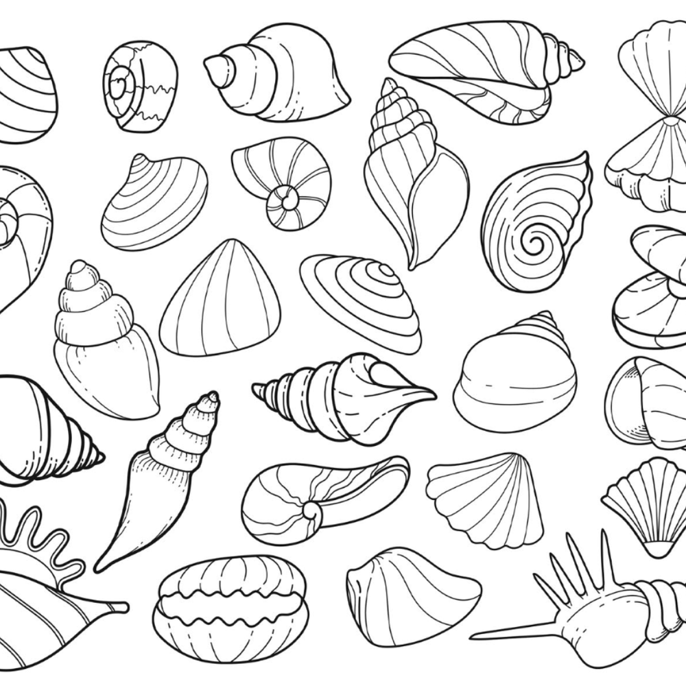 Shell Colour Printable Seashells Colouring Page – Castle Arts
