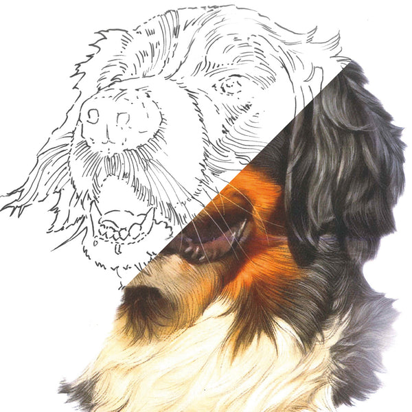 Bernese Dog 120 Piece Castle Gold Coloured Pencil Set Castle Arts