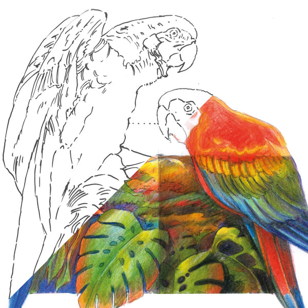 Parrots 120 Piece Castle Gold Coloured Pencil Set Castle Arts