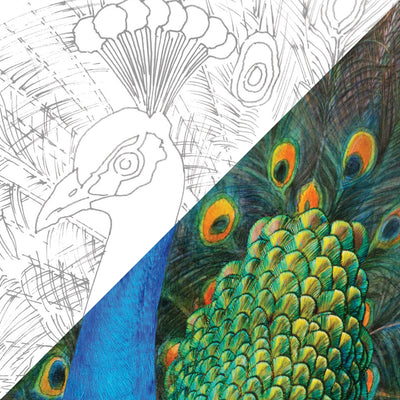 Peacock | 120 Piece Watercolour Pencil Set in Display Tin