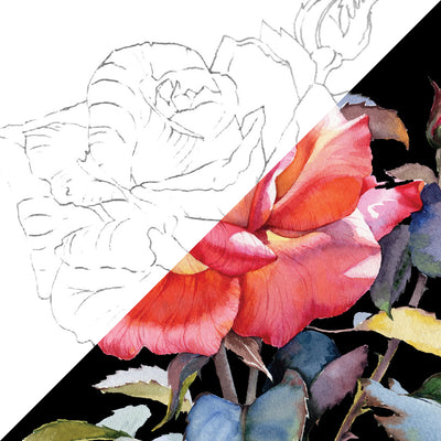 Rose | 24 Piece Floral Botanical Watercolour Pencil Set